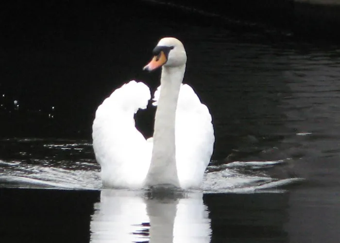 Houseboat On The Nieuwe Keizersgracht Botel Amsterdam